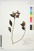 毛茶藏品圖，第1張