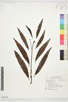 登錄號:S233075藏品圖，第1張