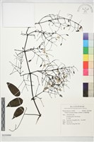 柱果鐵線蓮藏品圖，第1張