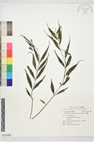 石蘿藦藏品圖，第1張