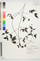 裂葉鐵線蓮藏品圖，第1張