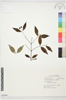 細軸蕘花藏品圖，第1張