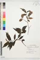 日本五月茶、南投五月茶藏品圖，第1張