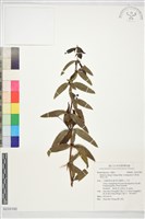 華東小檗藏品圖，第1張