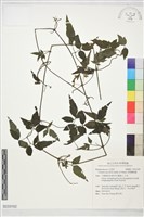 裂葉鐵線蓮藏品圖，第1張