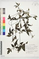 裂葉鐵線蓮藏品圖，第1張