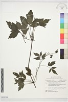 裂葉鐵線蓮藏品圖，第1張