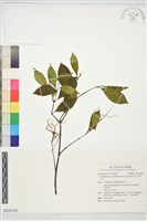 羊角扭藏品圖，第1張