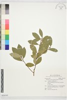 短序潤楠藏品圖，第1張