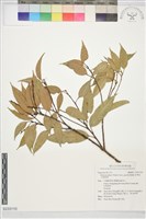 小葉青岡藏品圖，第1張