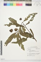 登錄號:S233111藏品圖，第1張