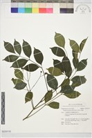 高地山香圓藏品圖，第1張