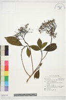 廣東大沙葉、滿天星藏品圖，第1張