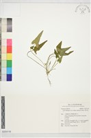 紫花地丁藏品圖，第1張