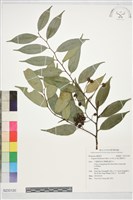 疏花臀果木藏品圖，第1張