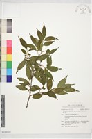 阿里山灰木、光葉山礬藏品圖，第1張