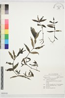 纖花耳草藏品圖，第1張