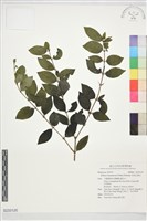 多刺山黄皮藏品圖，第1張