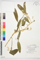 鬚唇暫花蘭藏品圖，第1張