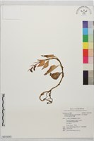 達悟斑葉蘭藏品圖，第1張