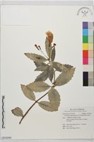 狹萼吊石苣苔藏品圖，第1張