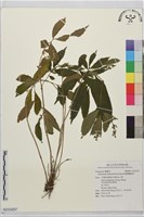 臺灣樓梯草藏品圖，第1張