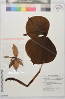 台灣喜普鞋蘭、一點紅藏品圖，第1張