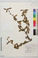 玉山小蘗藏品圖，第1張