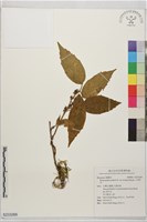 三角咪草藏品圖，第1張