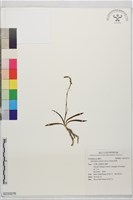 綬草藏品圖，第1張