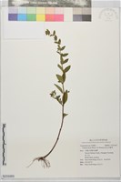 直立山梗菜藏品圖，第1張