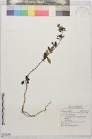 灰葉蕕藏品圖，第1張
