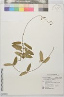 臺灣牛皮消、臺灣白薇藏品圖，第1張