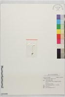 尖巾草藏品圖，第1張