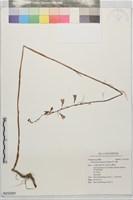 粉口蘭藏品圖，第1張
