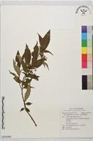 小金石榴、恆春布勒德藤藏品圖，第1張