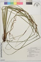 森氏薹藏品圖，第1張