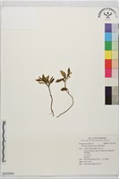 巨葉花遠志藏品圖，第1張