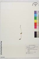 泰雅雙葉蘭藏品圖，第1張