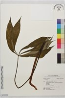 登錄號:S233309藏品圖，第1張