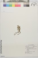紅檜松蘭藏品圖，第1張