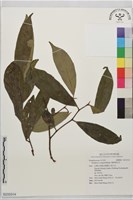 楊桐葉灰木藏品圖，第1張