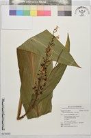 呂宋月桃藏品圖，第1張