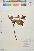 樹杞藏品圖，第1張