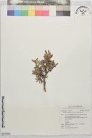水芫花藏品圖，第1張