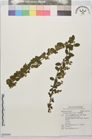 小葉黃鱔藤藏品圖，第1張