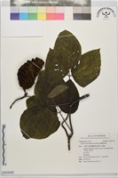 蘭嶼血藤藏品圖，第1張