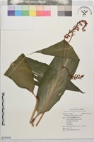 山月桃藏品圖，第1張