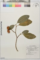 蘭嶼馬蹄花藏品圖，第1張