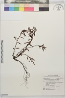 蠶繭草藏品圖，第1張